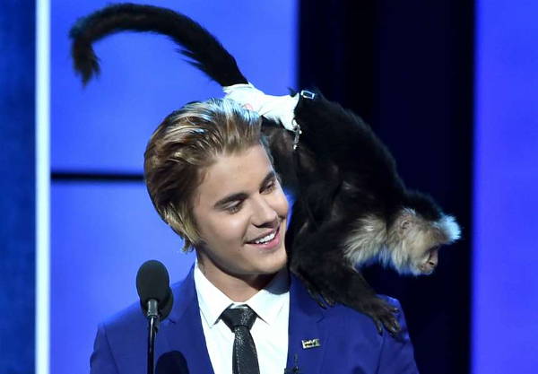 Hewan Peliharaan Seleb